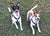 Chester & Monty on Rose-Hip Vital Canine
