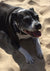 Chilli on Rose-Hip Vital Canine