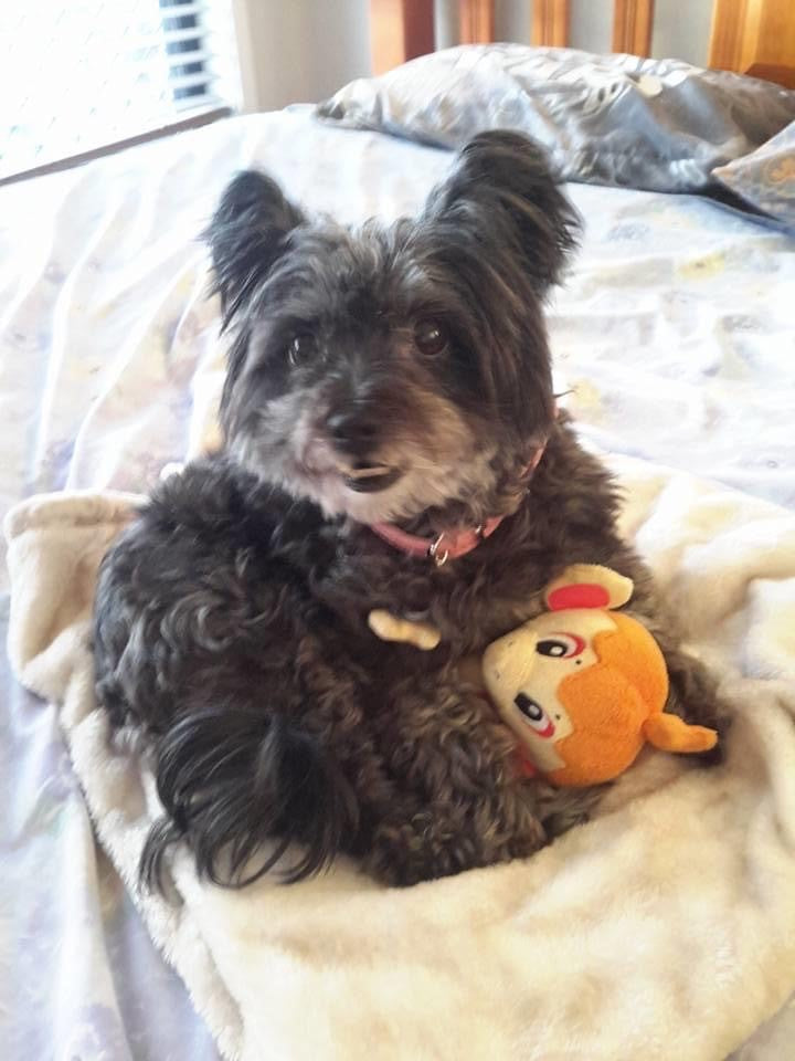 Chloe on Rose-Hip Vital Canine