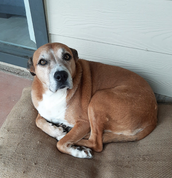 Cleo on Rose-Hip Vital Canine
