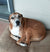 Cleo on Rose-Hip Vital Canine