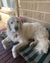 Cobber on Rose-Hip Vital Canine