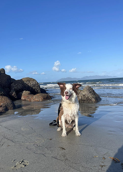 Coco on Rose-Hip Vital Canine