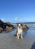 Coco on Rose-Hip Vital Canine