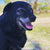 Diesel on Rose-Hip Vital Canine
