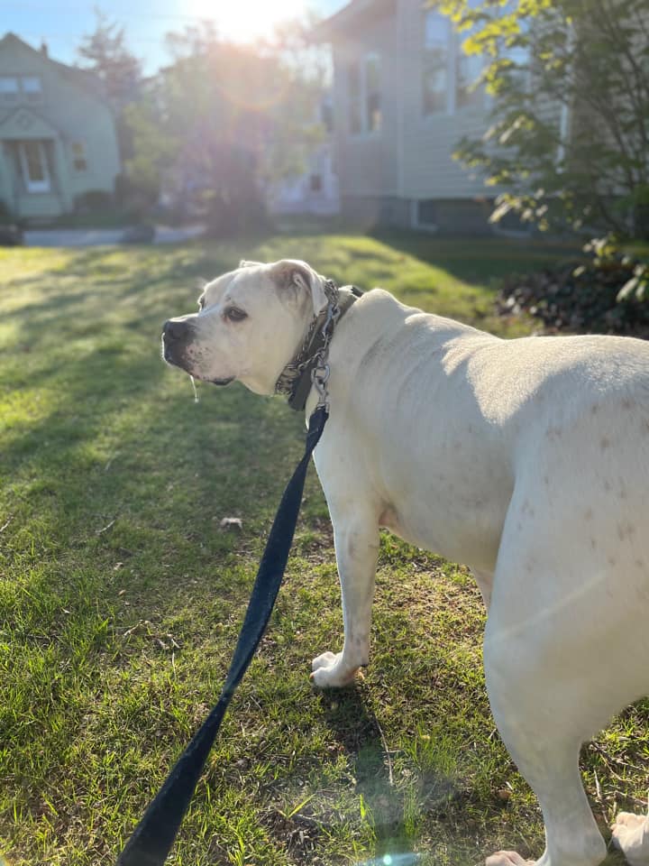 Dino on Rose-Hip Vital Canine