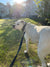 Dino on Rose-Hip Vital Canine