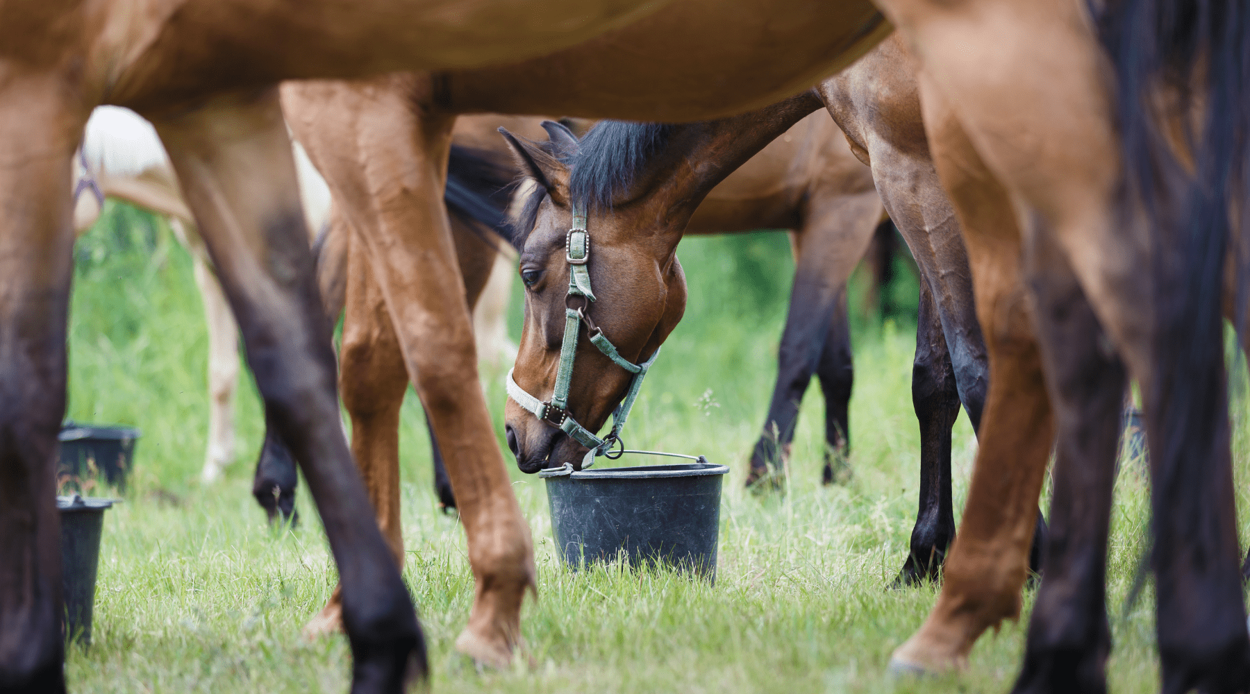 Discover Natural Joint Support for Your Horse