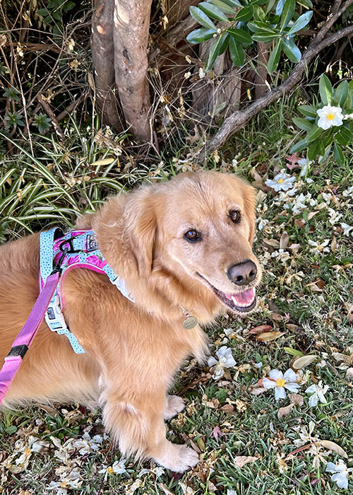 Ella on Rose-Hip Vital Canine