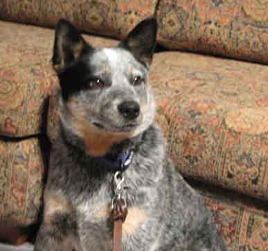 Finnegan on Rose-Hip Vital Canine