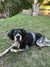Frannie on Rose-Hip Vital Canine