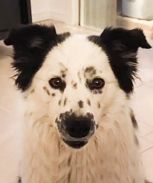 Freckle on Rose-Hip Vital Canine