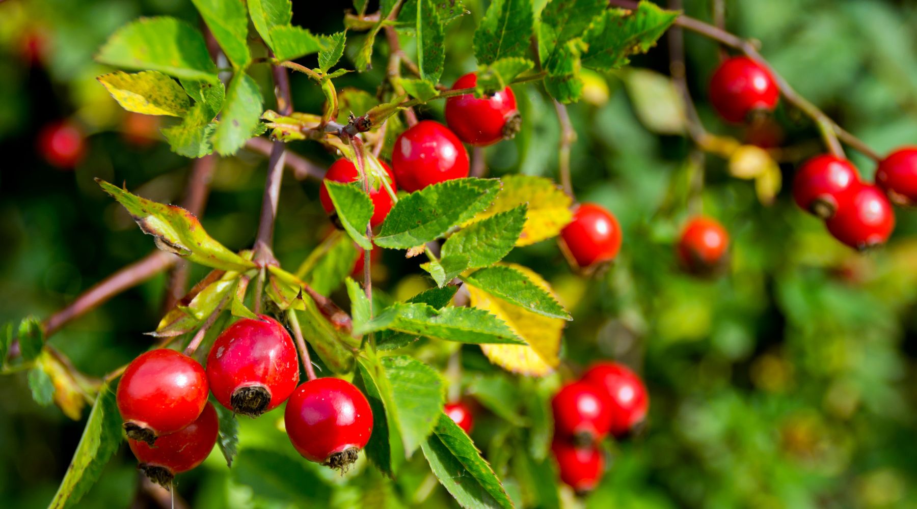 Close-up of red rose hips on a bush