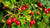 Close-up of red rose hips on a bush