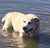 Harry on Rose-Hip Vital Canine