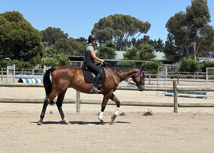 Hugo on Rose-Hip Vital Equine