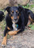 Hunter on Rose-Hip Vital Canine