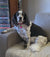 Indy on Rose-Hip Vital Canine