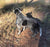 Jack on Rose-Hip Vital Canine