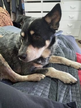 Jacky on Rose-Hip Vital Canine