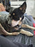 Jacky on Rose-Hip Vital Canine