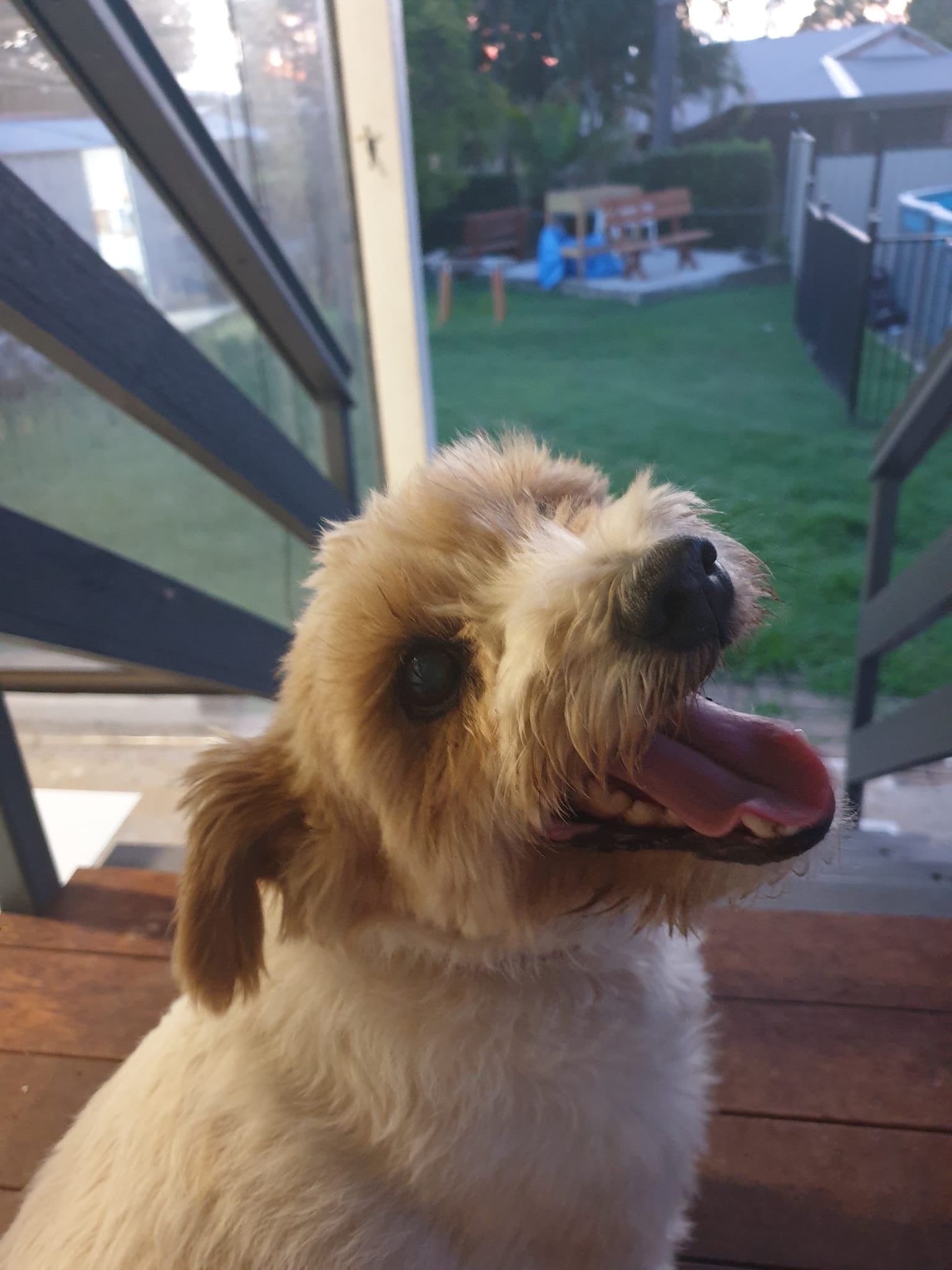 Jacob on Rose-Hip Vital Canine