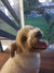 Jacob on Rose-Hip Vital Canine