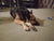 Jarrah on Rose-Hip Vital Canine