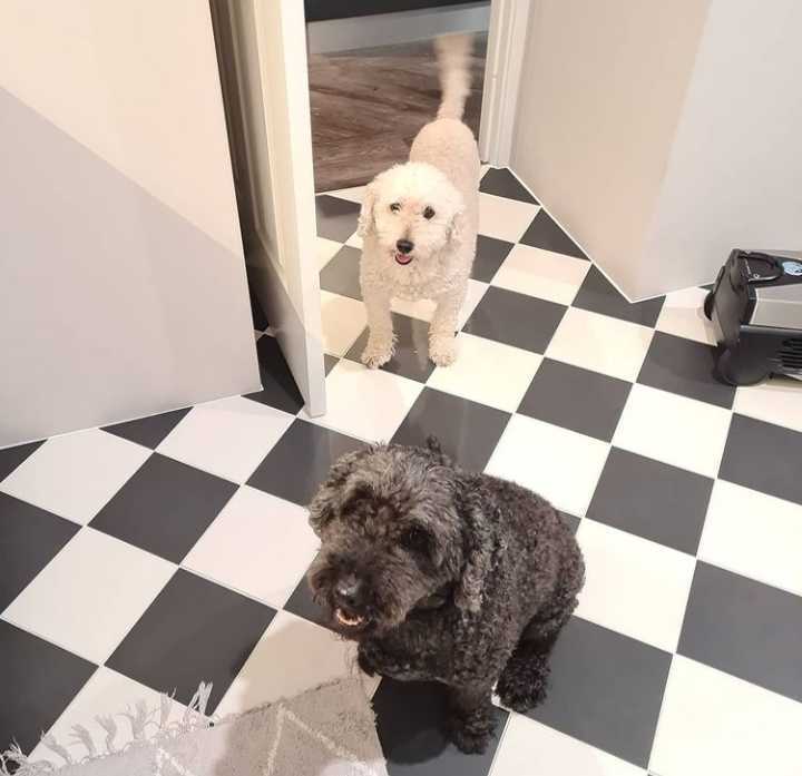 Jeffery & Borris on Rose-Hip Vital Canine