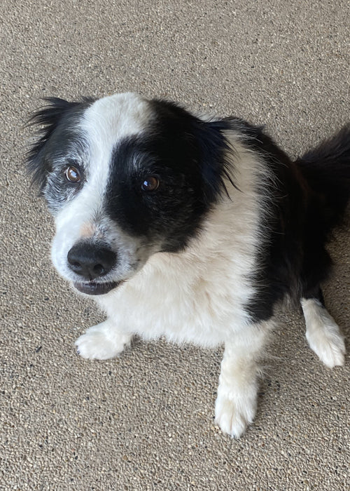 Jolie on Rose-Hip Vital Canine