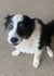 Jolie on Rose-Hip Vital Canine