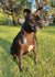 Karma on Rose-Hip Vital Canine