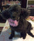 Kesha on Rose-Hip Vital Canine