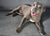 Koda on Rose-Hip Vital Canine