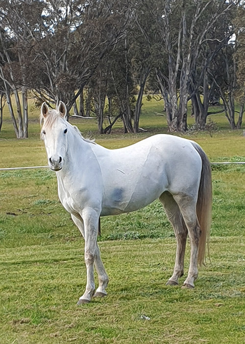 Lady on Rose-Hip Vital Equine