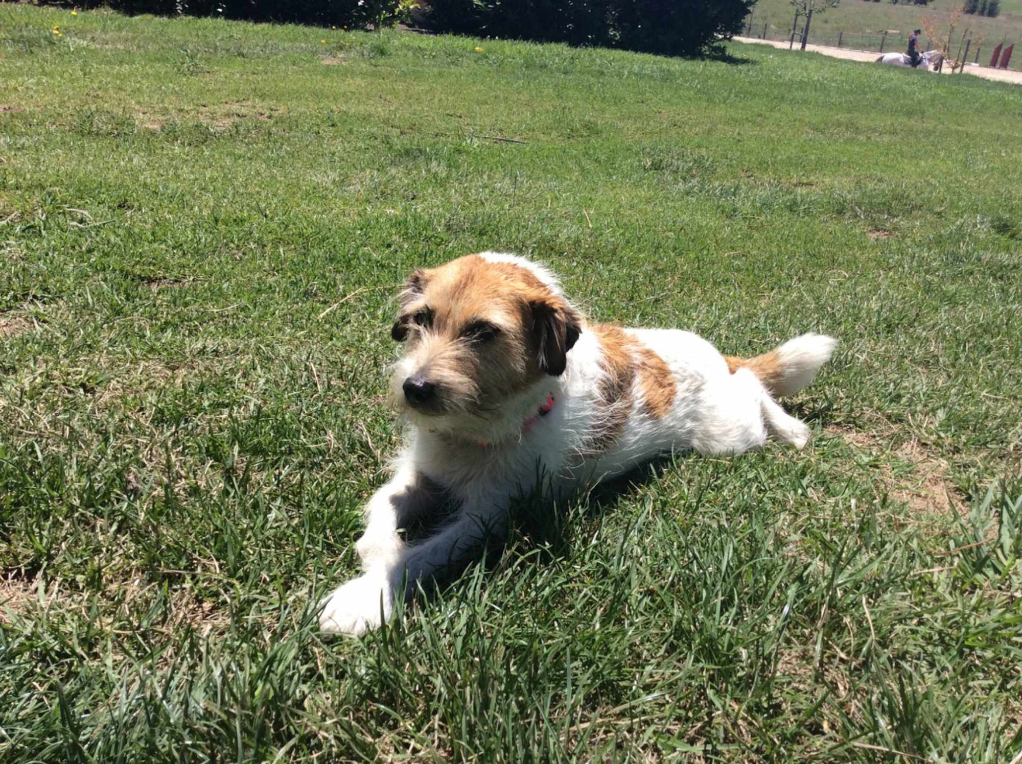 Jack Russell
