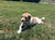 Jack Russell