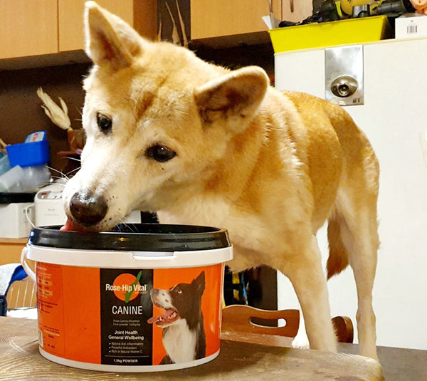 Loxie on Rose-Hip Vital Canine