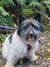 Lizzie on Rose-Hip Vital Canine