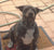 Lola on Rose-Hip Vital Canine