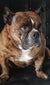 Lola on Rose-Hip Vital Canine