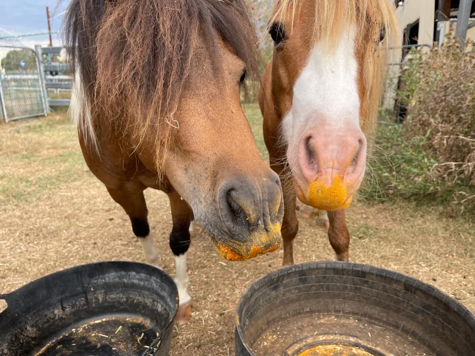 Charlie & Indie on Rose-Hip Vital Equine