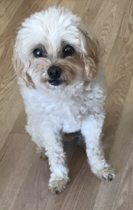 Lucky on Rose-Hip Vital Canine