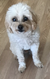 Lucky on Rose-Hip Vital Canine