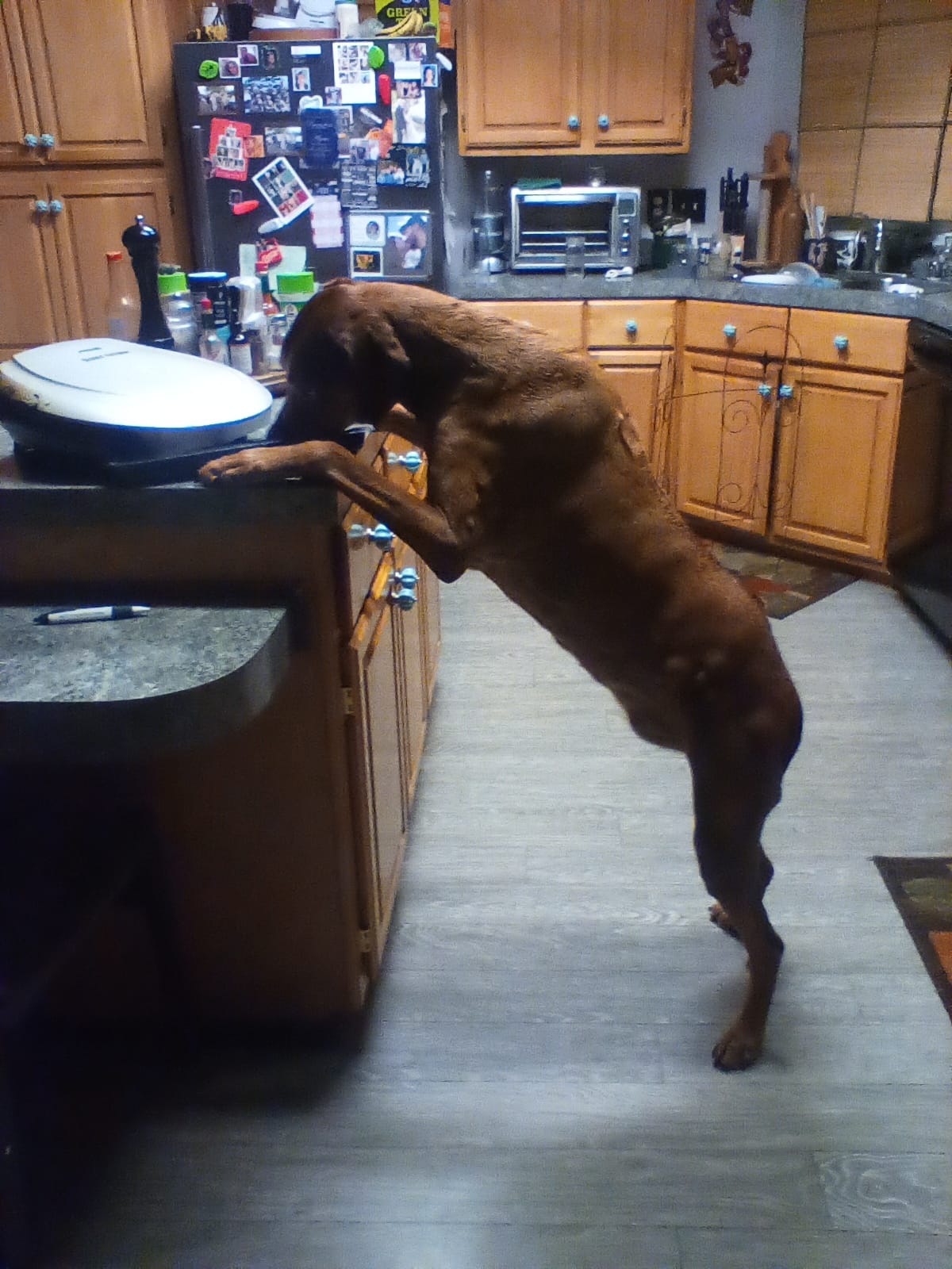 Lucy on Rose-Hip Vital Canine