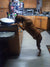 Lucy on Rose-Hip Vital Canine