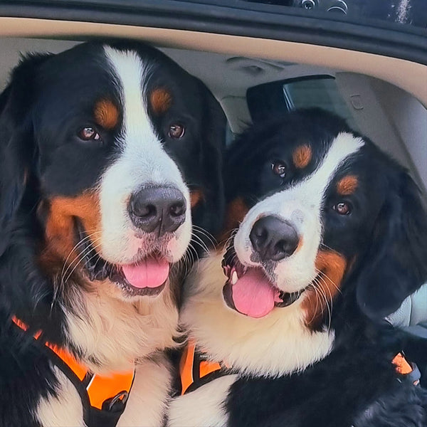 Luga & Kaia on Rose-Hip Vital Canine