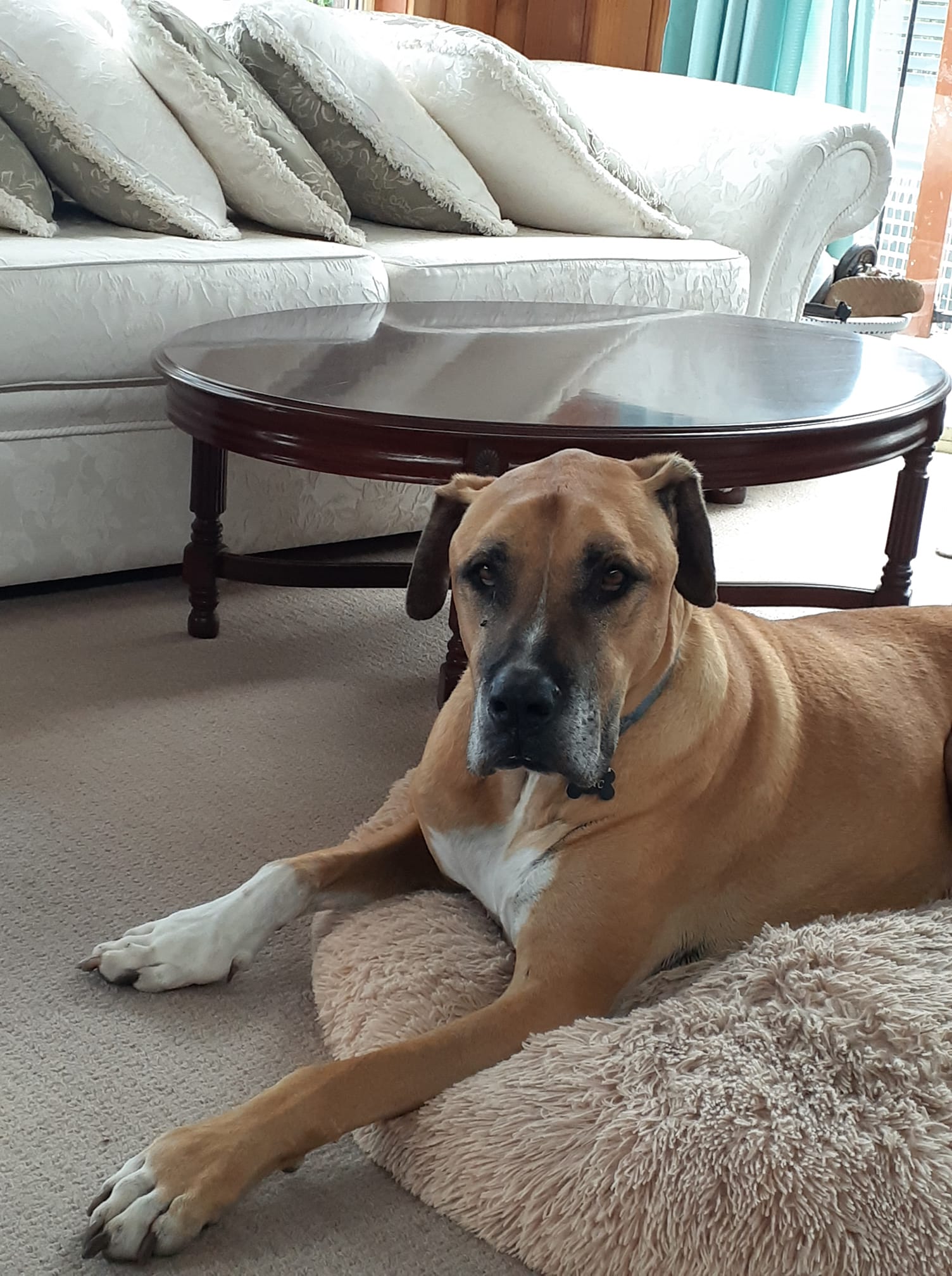 Mac on Rose-Hip Vital Canine
