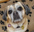 Maggie on Rose-Hip Vital Canine