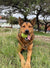 Margot on Rose-Hip Vital Canine
